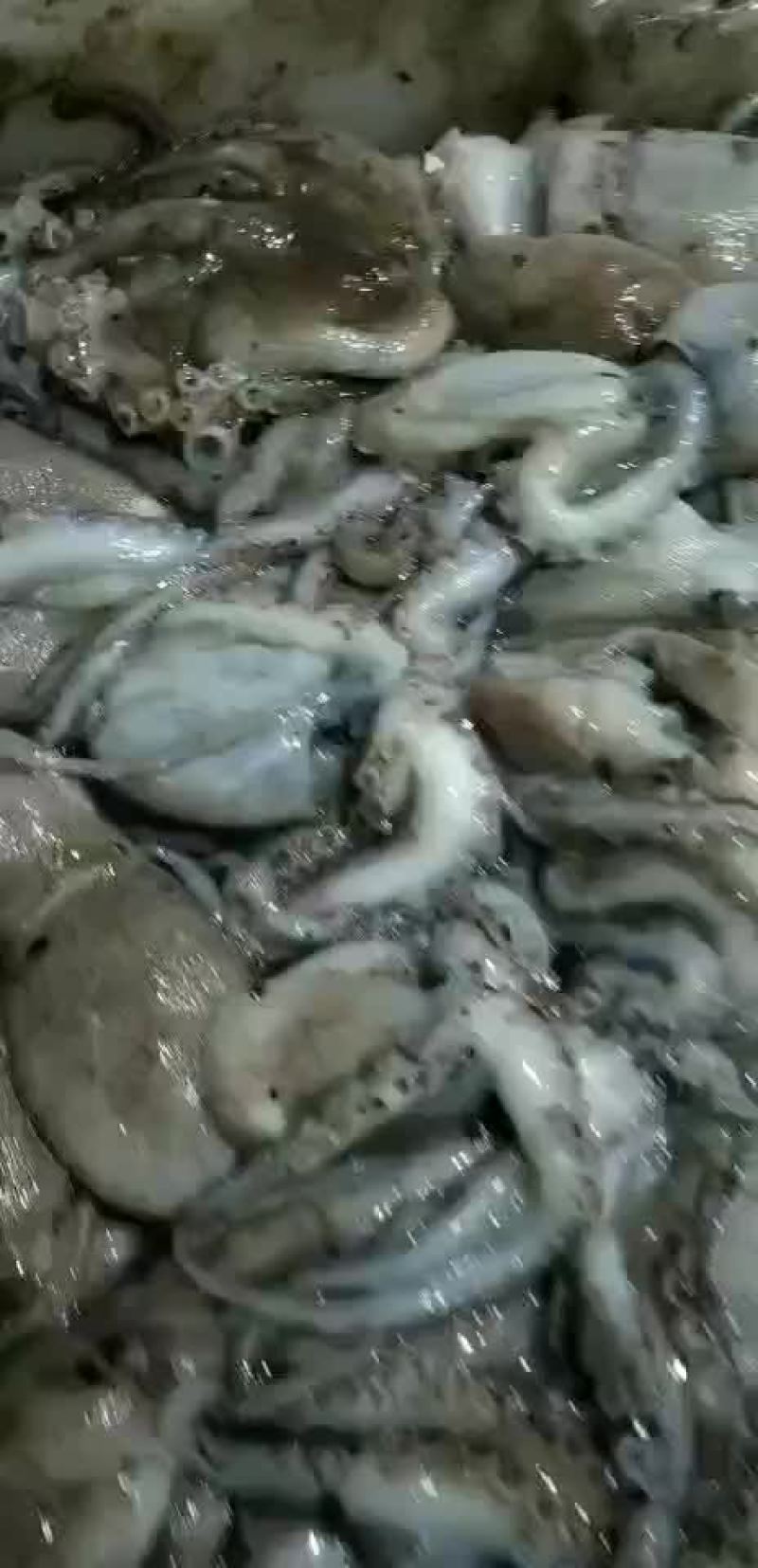 八爪鱼