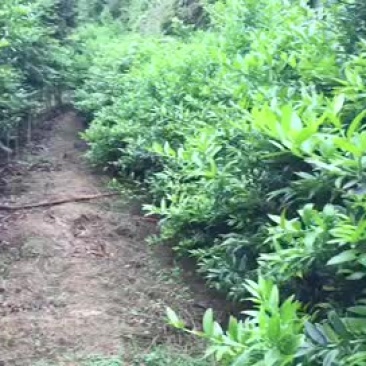 竹柏两公分杯苗5元