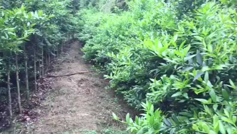 竹柏两公分杯苗5元
