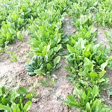 土波菜