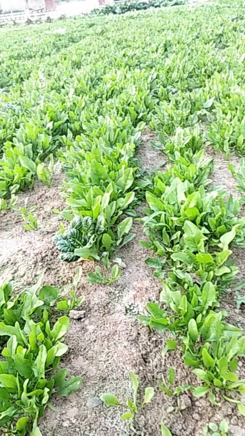 土波菜