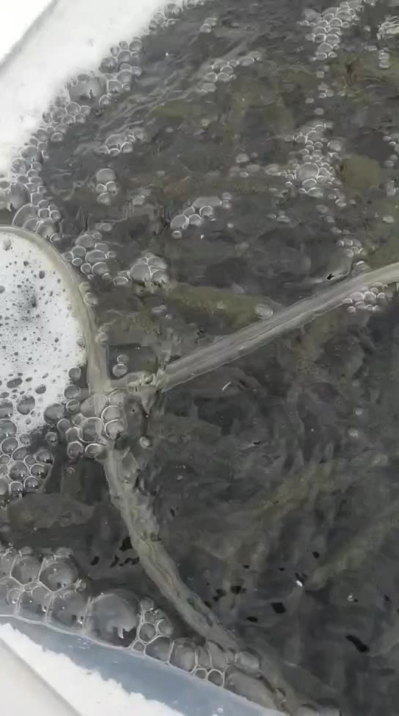 马口鱼