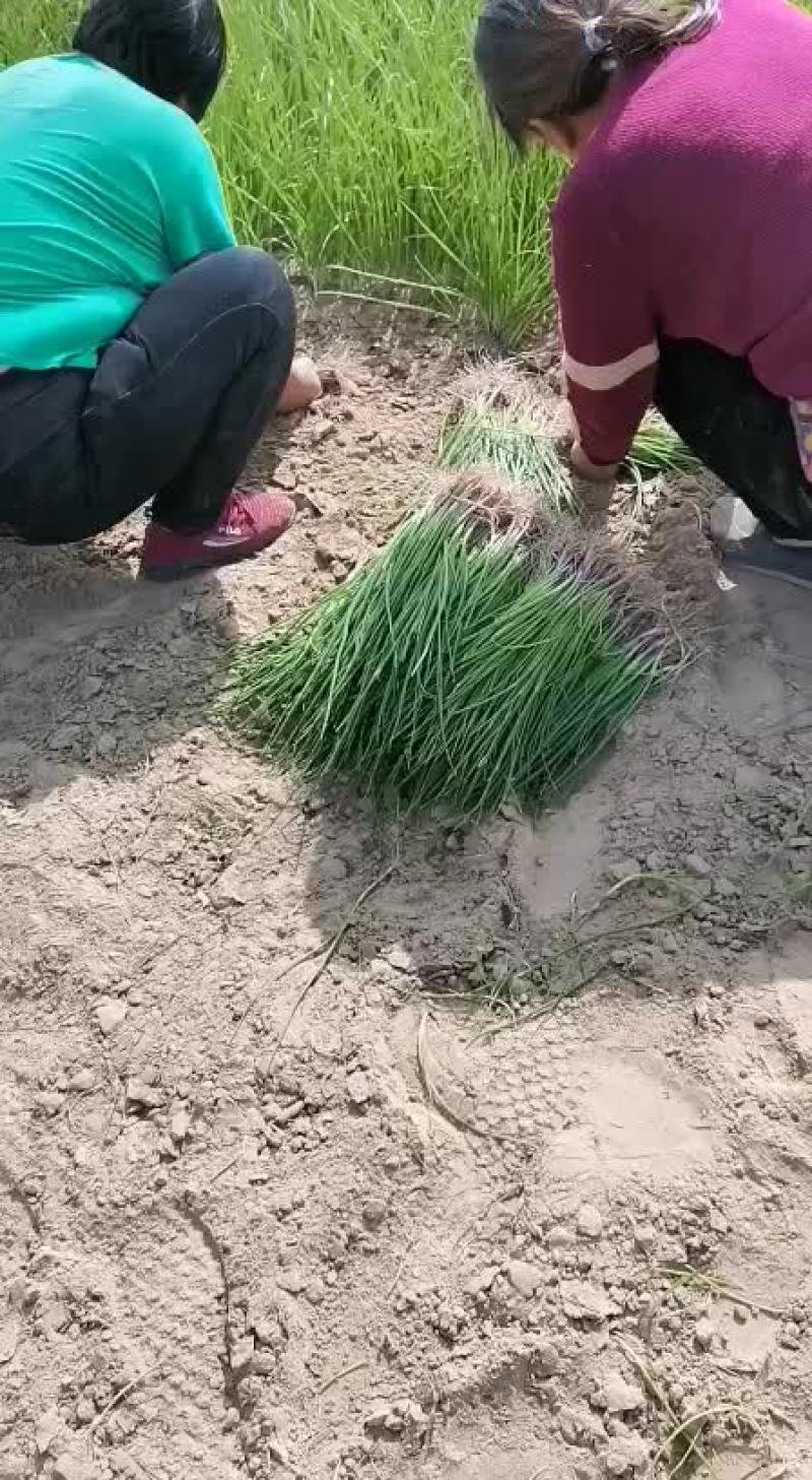 洋葱苗