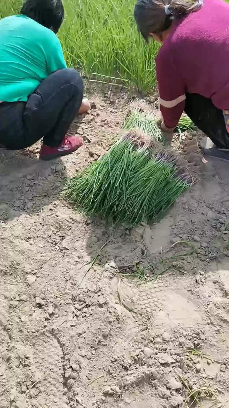 洋葱苗