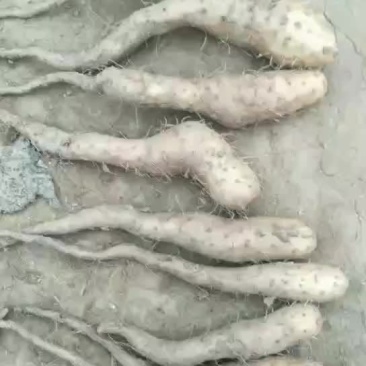 白玉山药苗