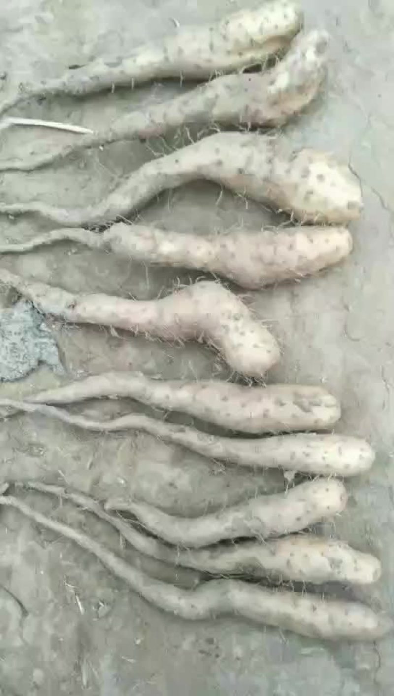 白玉山药苗