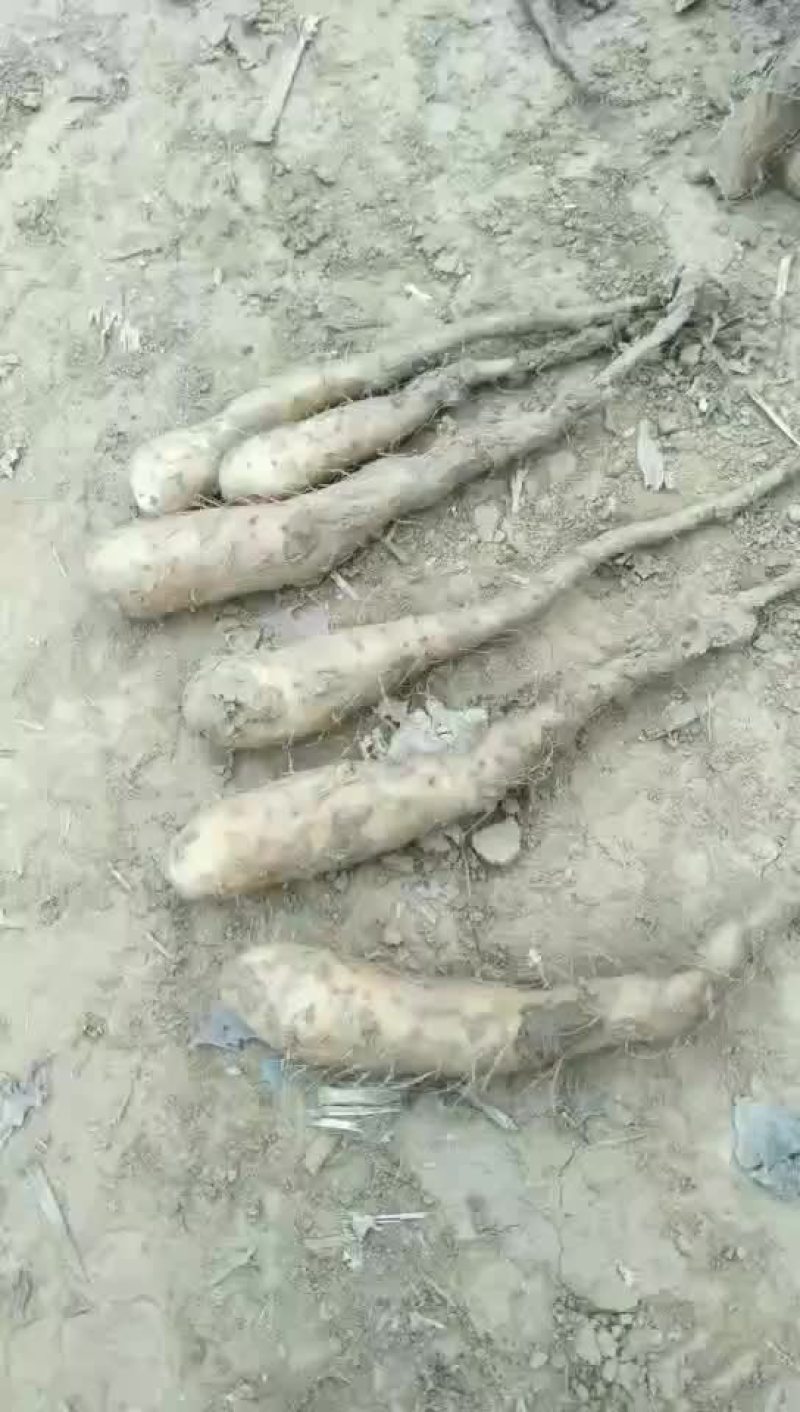 白玉山药苗