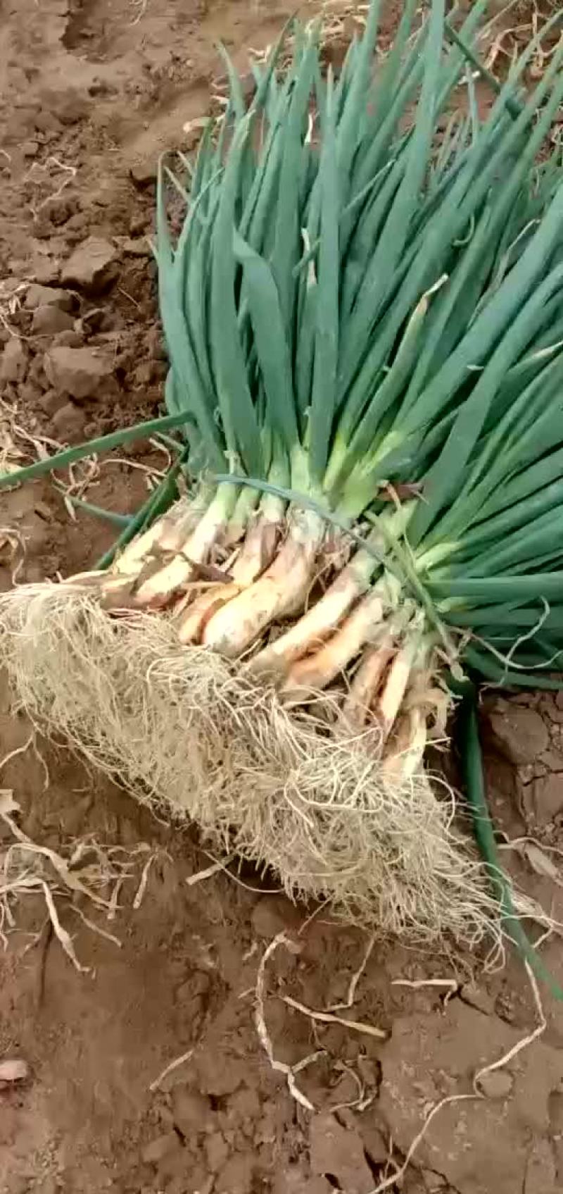 宁夏鸡大腿红葱