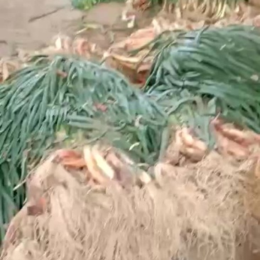 宁夏鸡大腿红葱