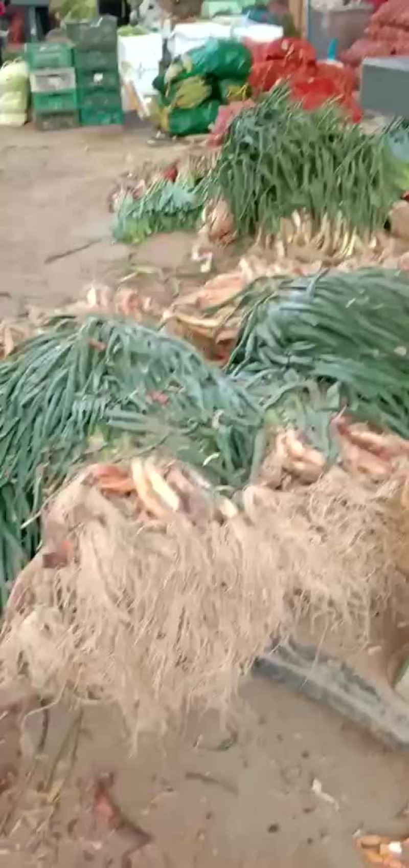 宁夏鸡大腿红葱