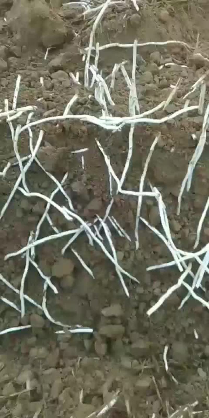 银条菜偃师巩义免费送货
