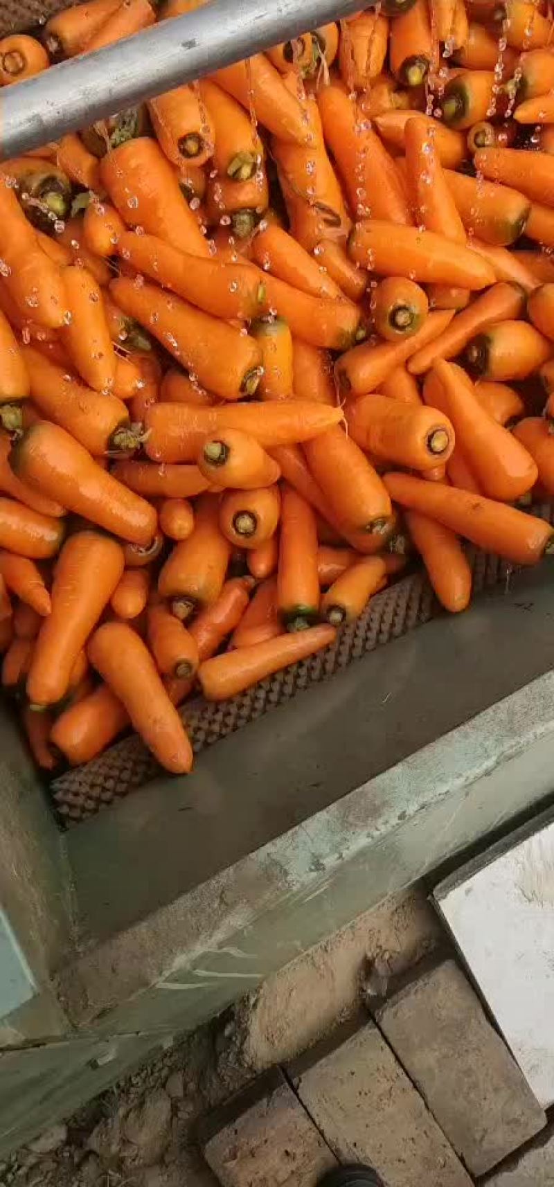 萝卜
