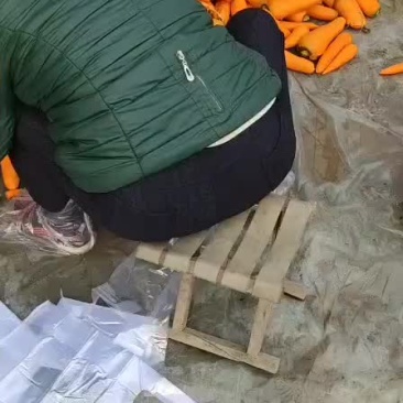 萝卜