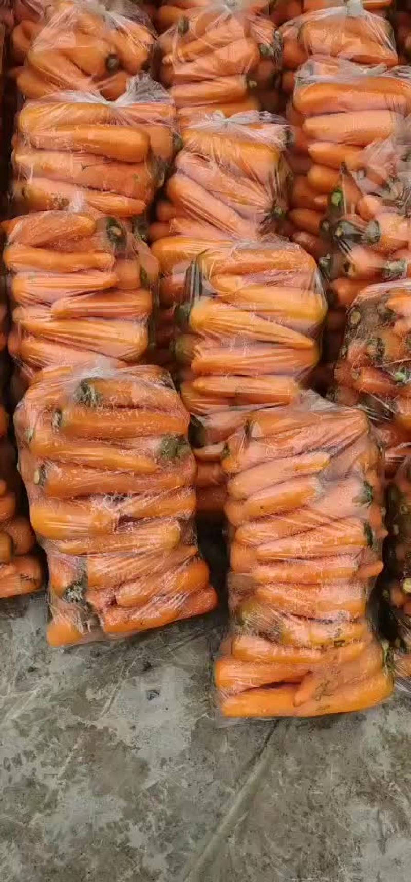 萝卜