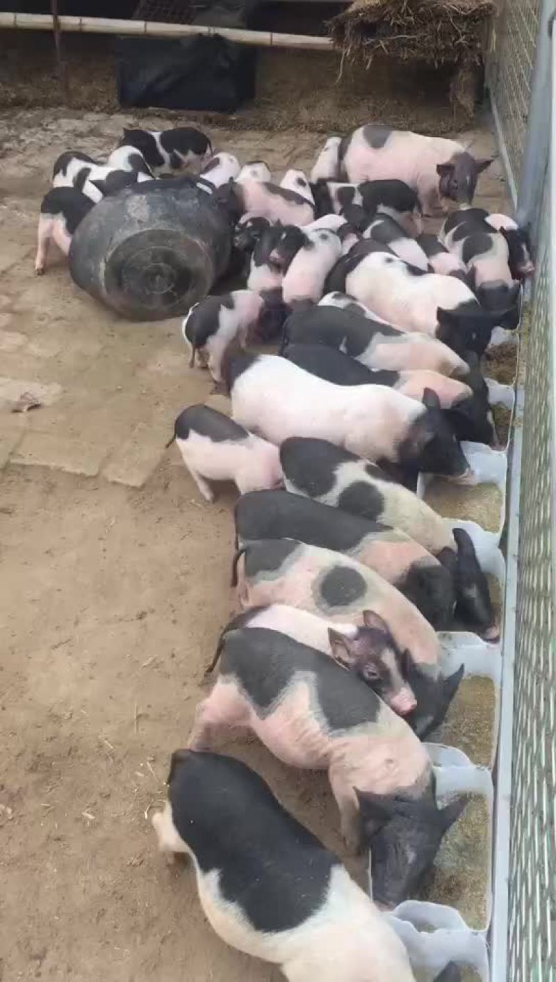 陆川猪香猪苗出售大量现货