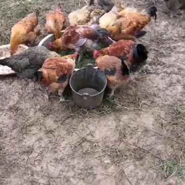 散养土鸡