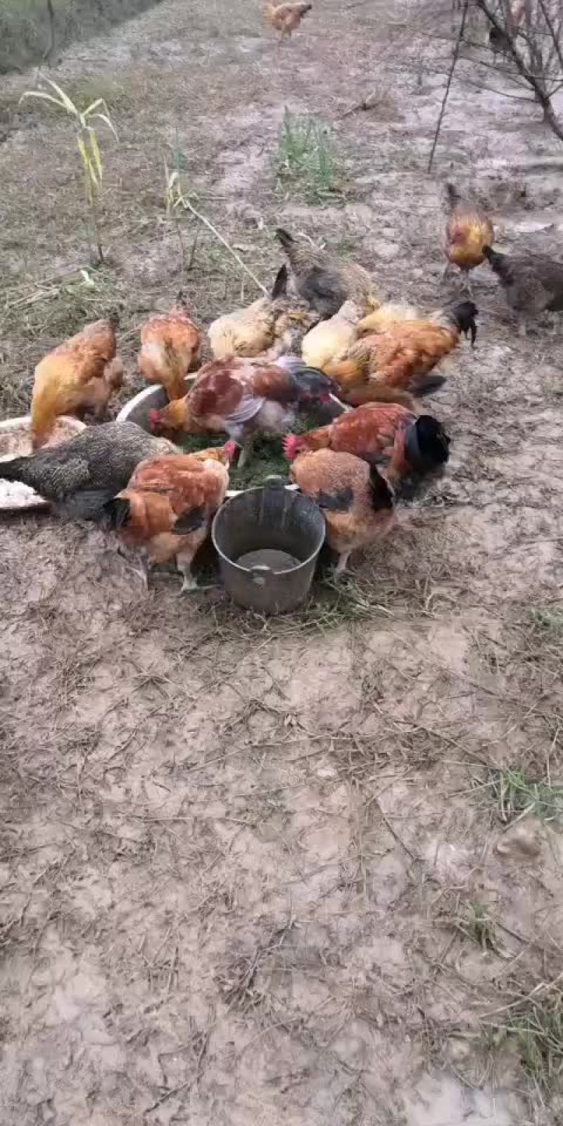 散养土鸡