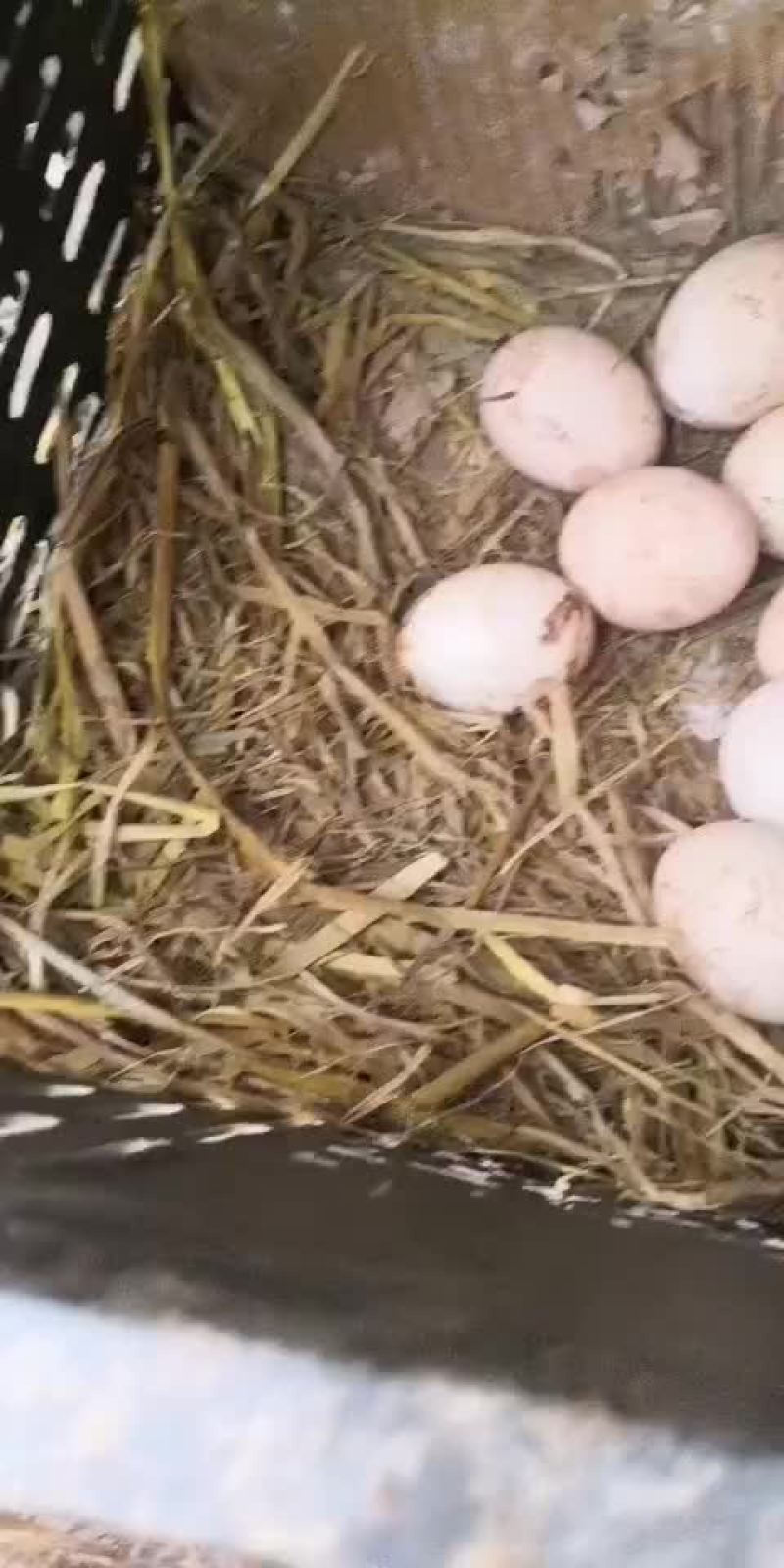 散养鸡蛋