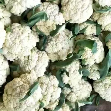 青梗白面有机花