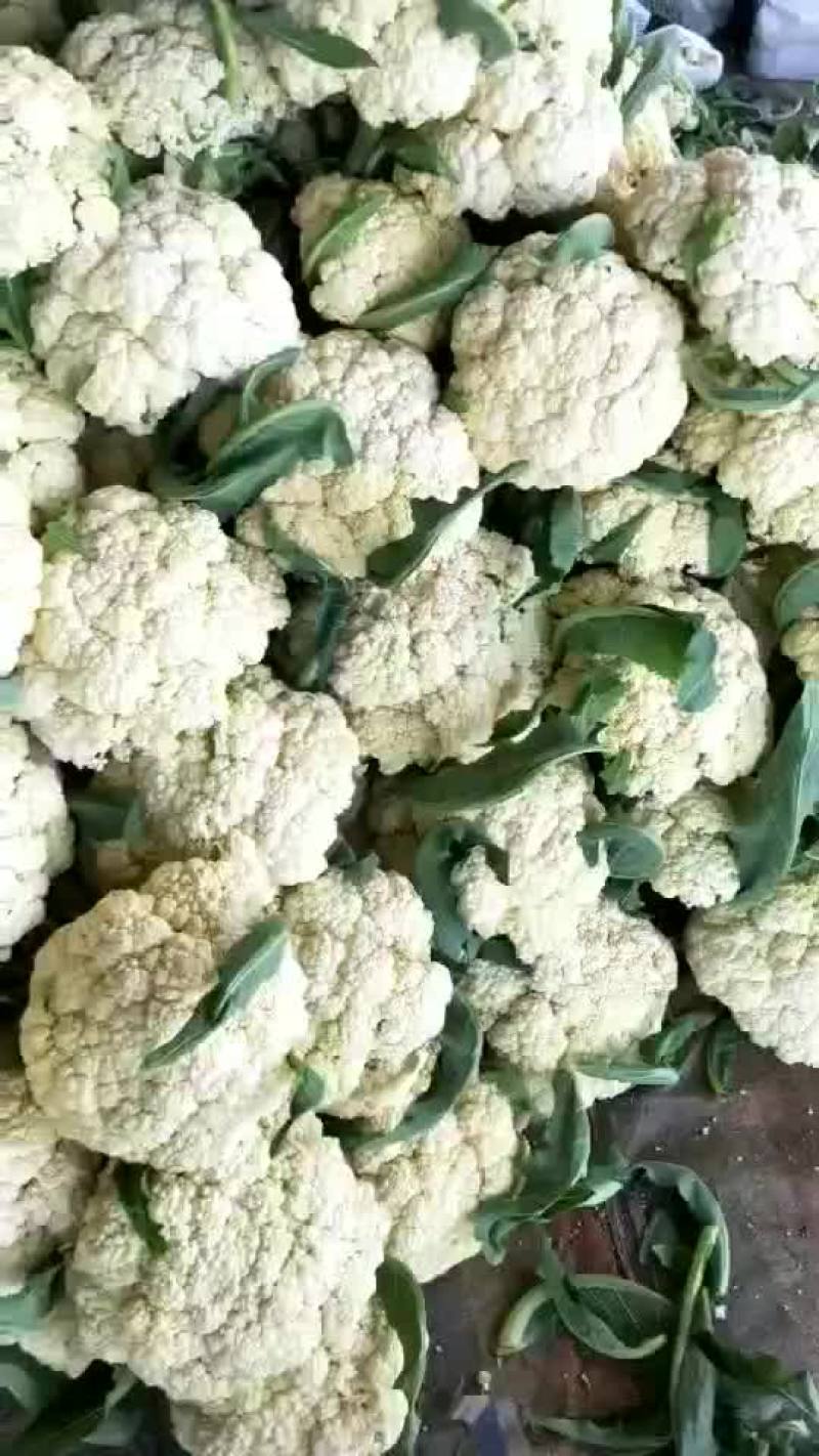 青梗白面有机花