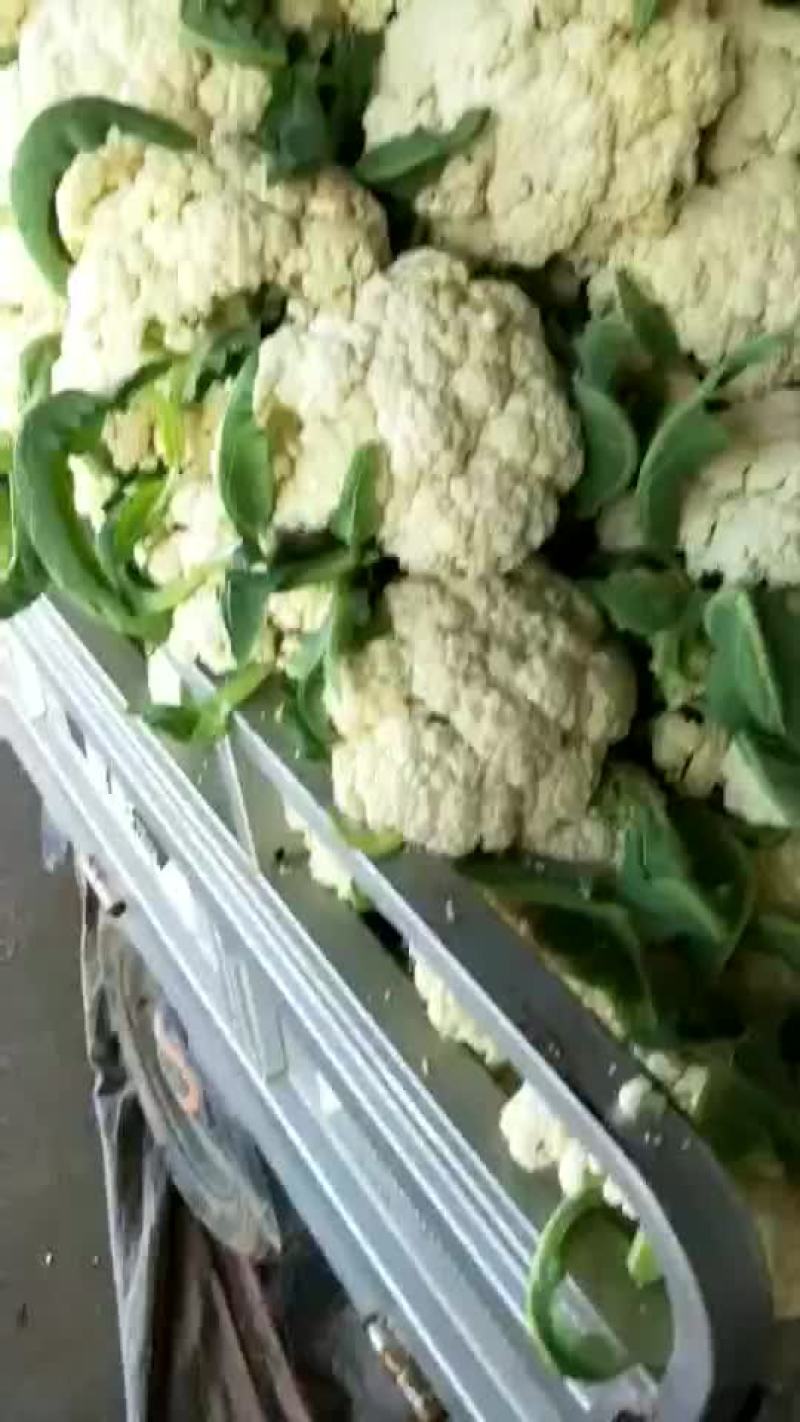 青梗白面有机花