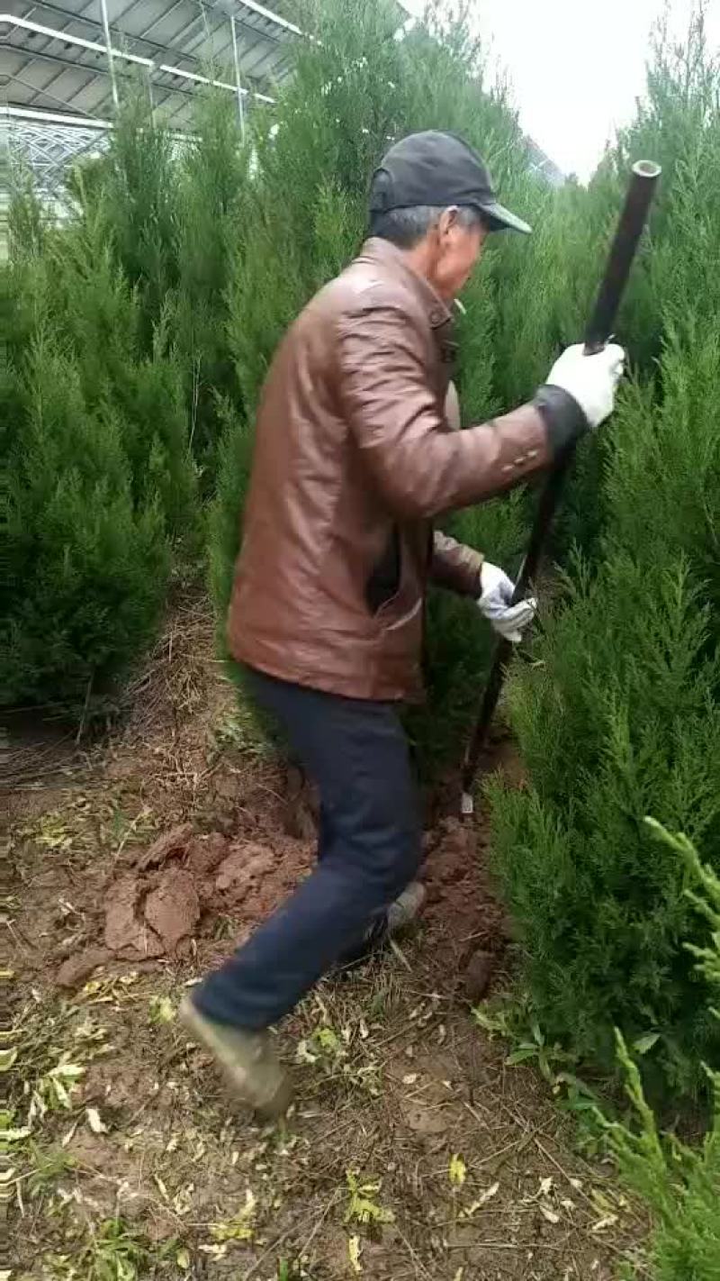 大量供应精品蜀快两米以上