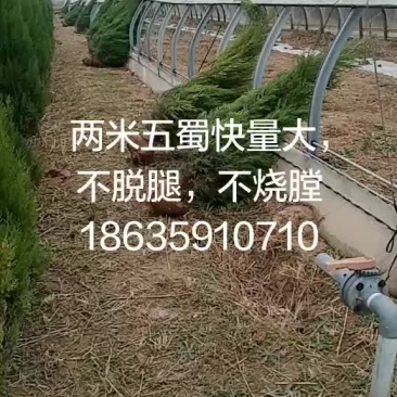 大量供应精品蜀快两米以上