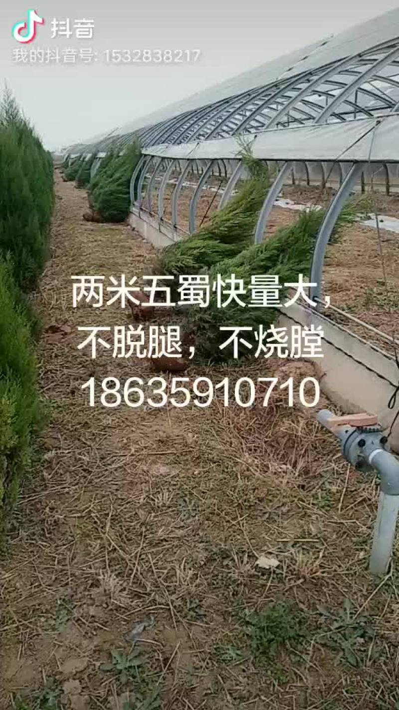 大量供应精品蜀快两米以上