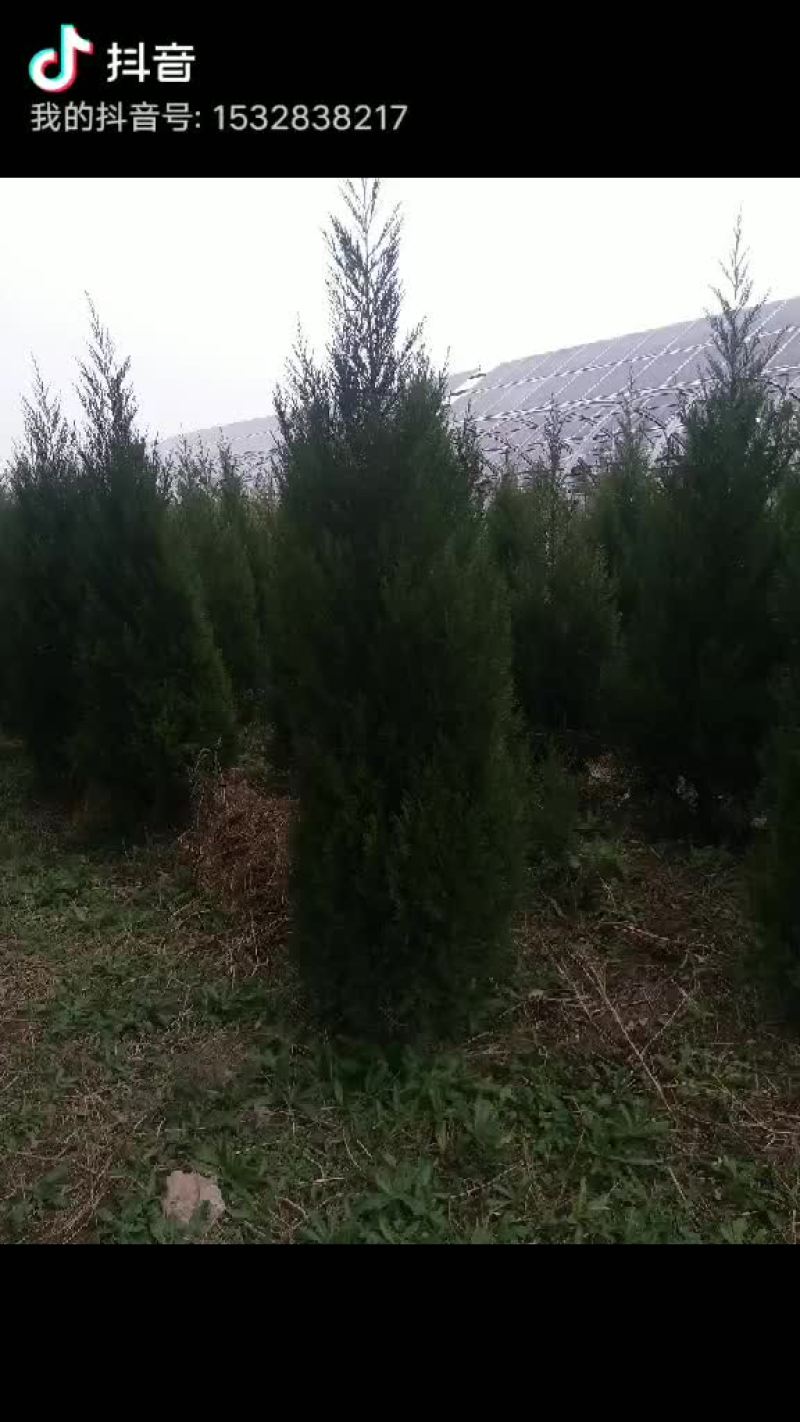 大量供应精品蜀快两米以上