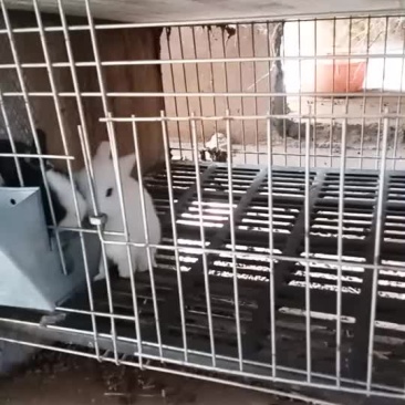 宠物兔