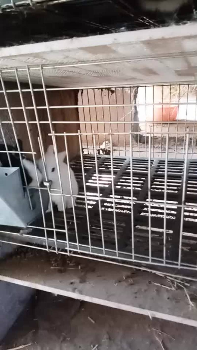 宠物兔