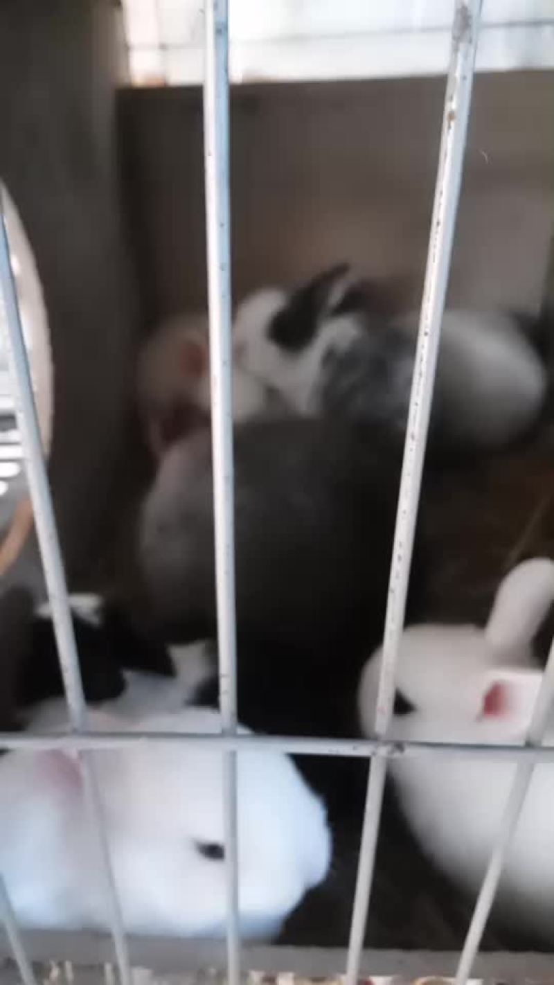 宠物兔
