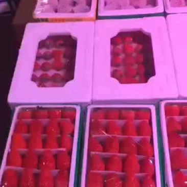东港马家甸草莓