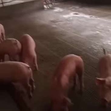 二元母猪，体型好，产仔多成活率高好养活