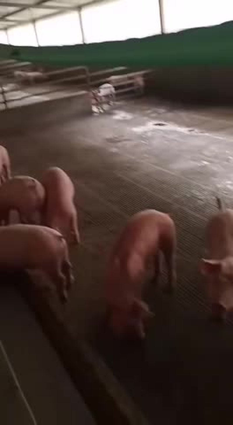 二元母猪，体型好，产仔多成活率高好养活
