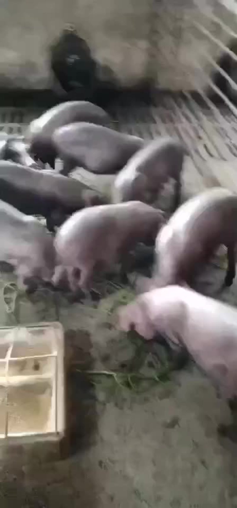 二元母猪，体型好，产仔多成活率高好养活