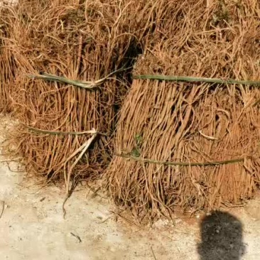 千斤拔鲜货