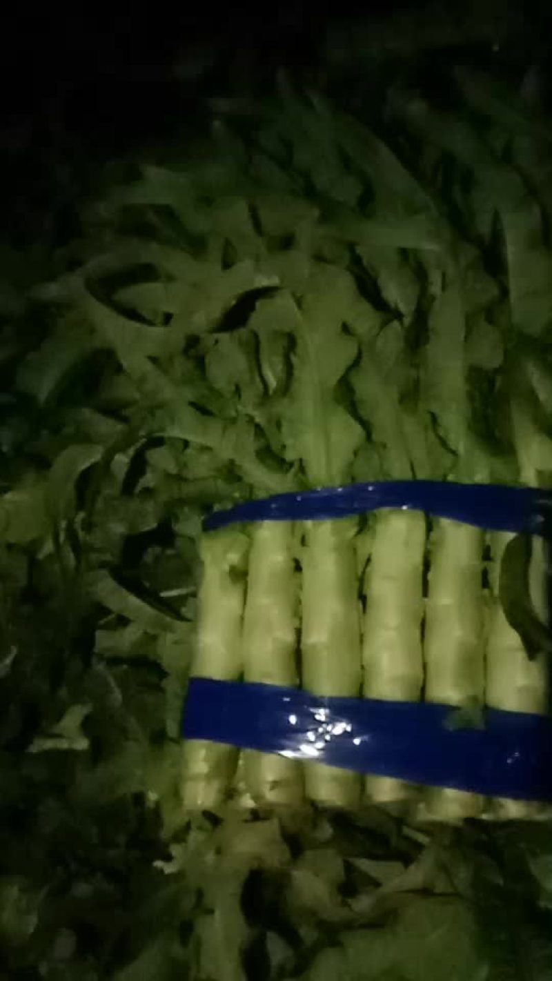 红莴苣