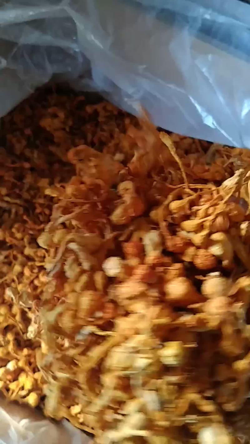 虫草花