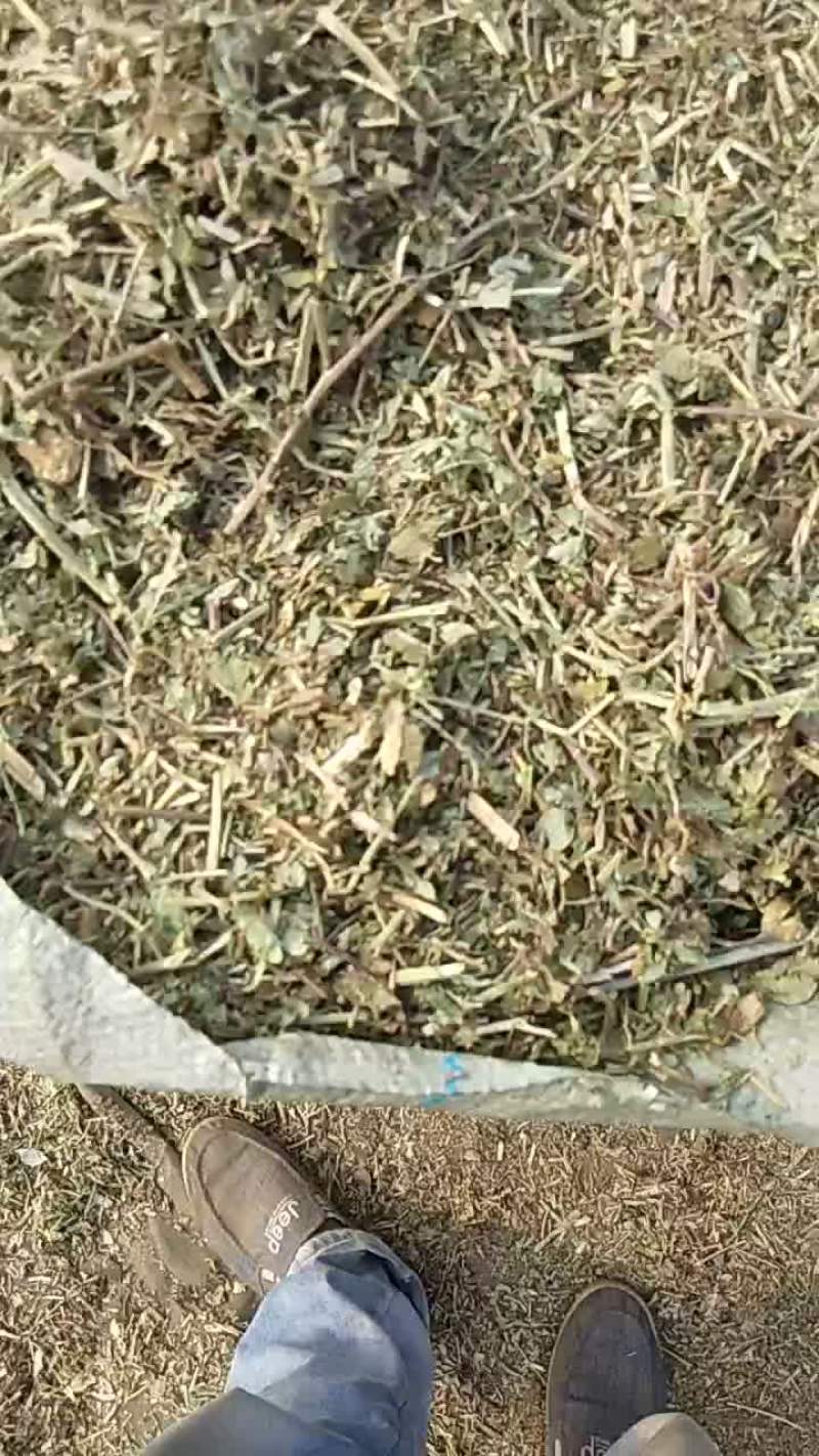 压块羊草