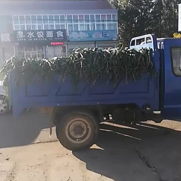 昌邑大葱便宜了