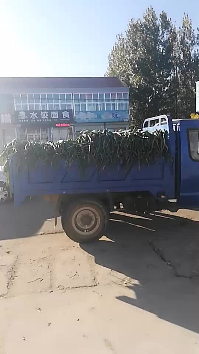 昌邑大葱便宜了