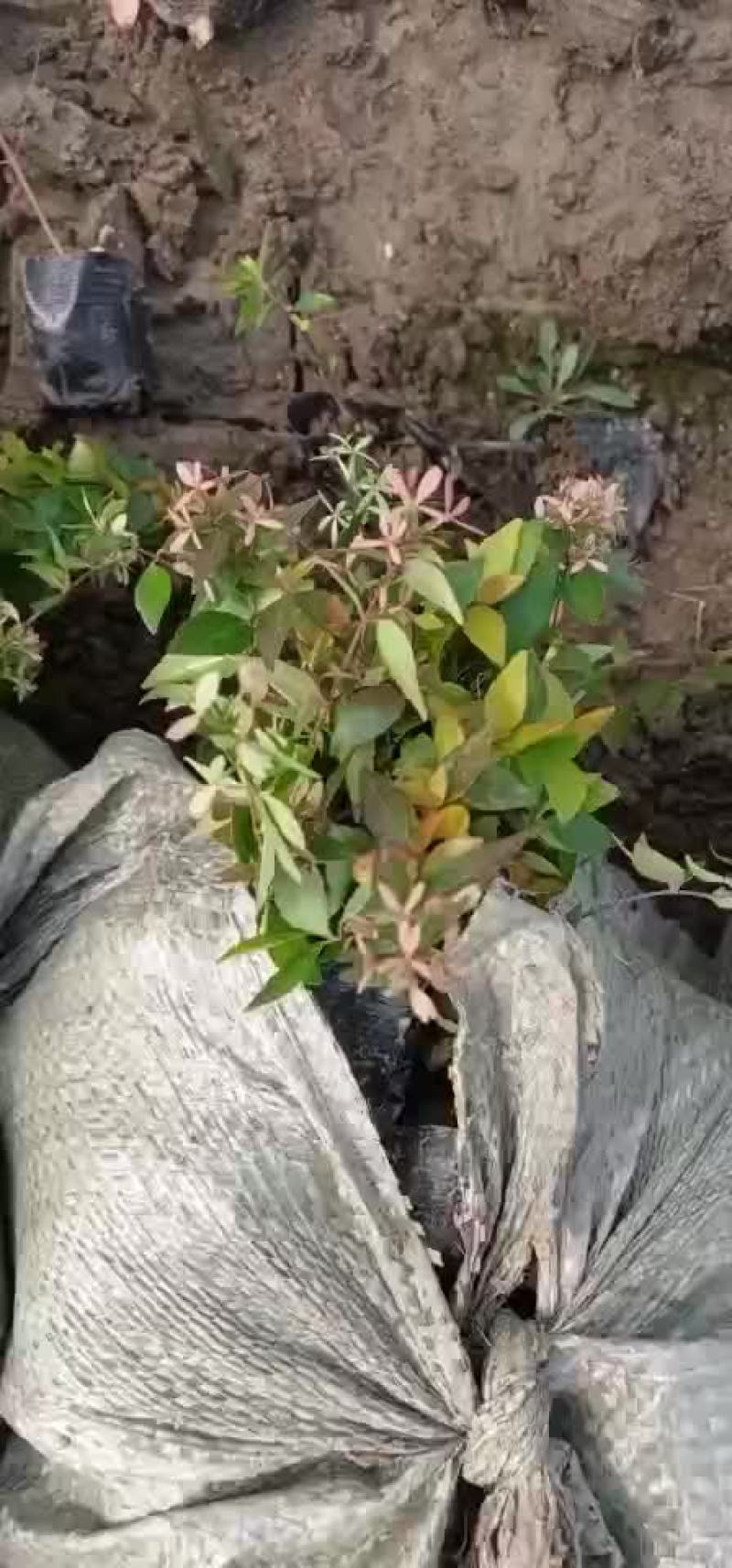 大花六道木