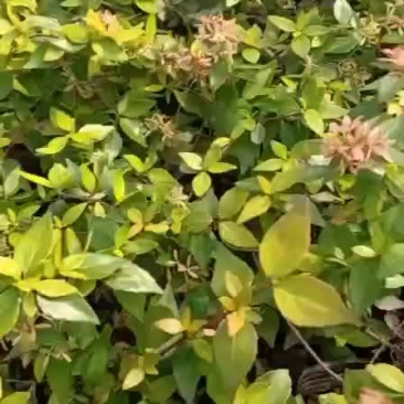 大花六道木
