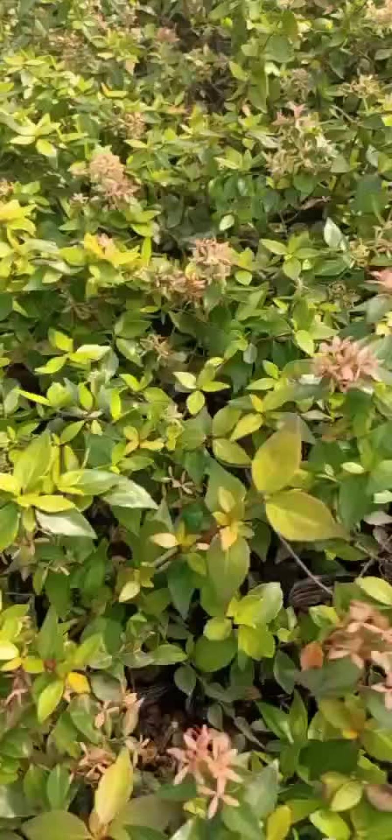 大花六道木