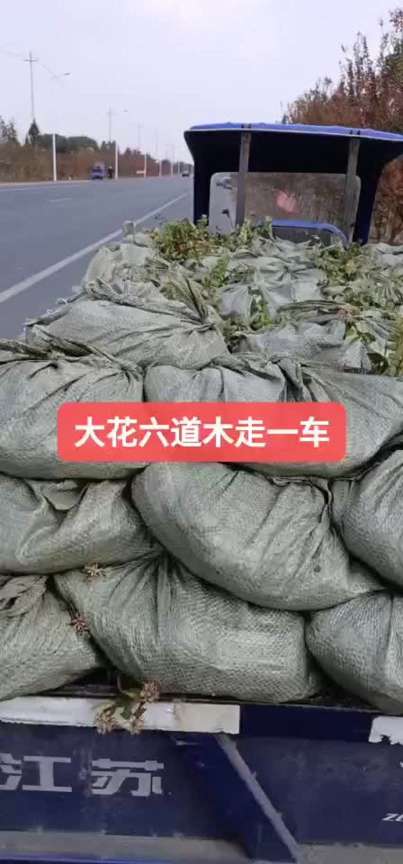大花六道木