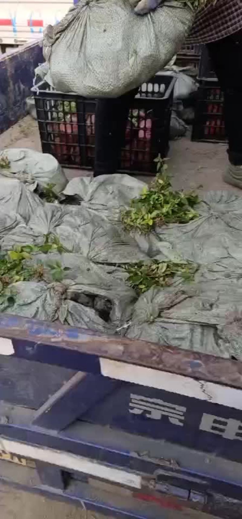 大花六道木
