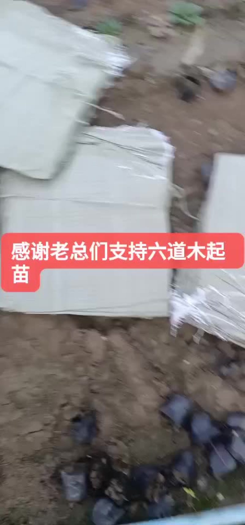 大花六道木