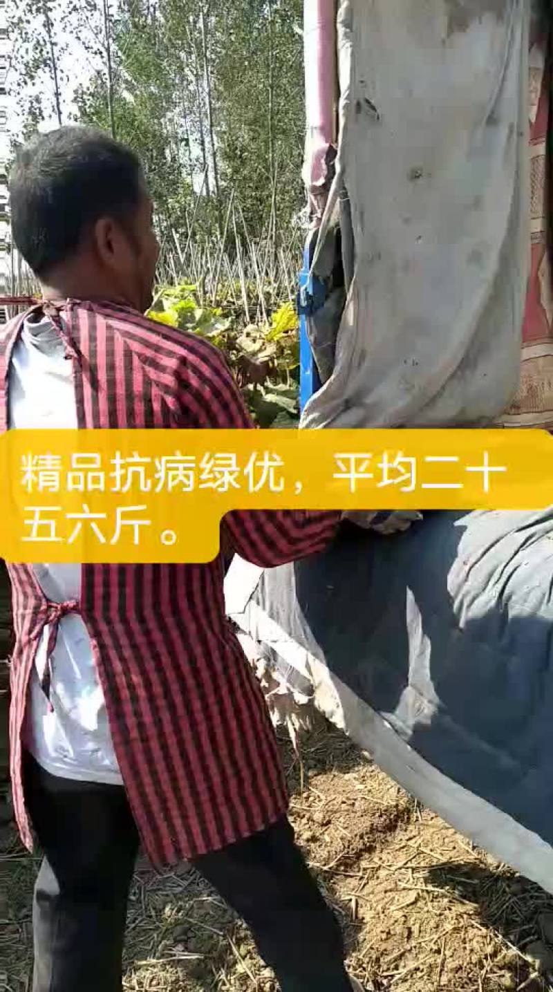 黑皮冬瓜