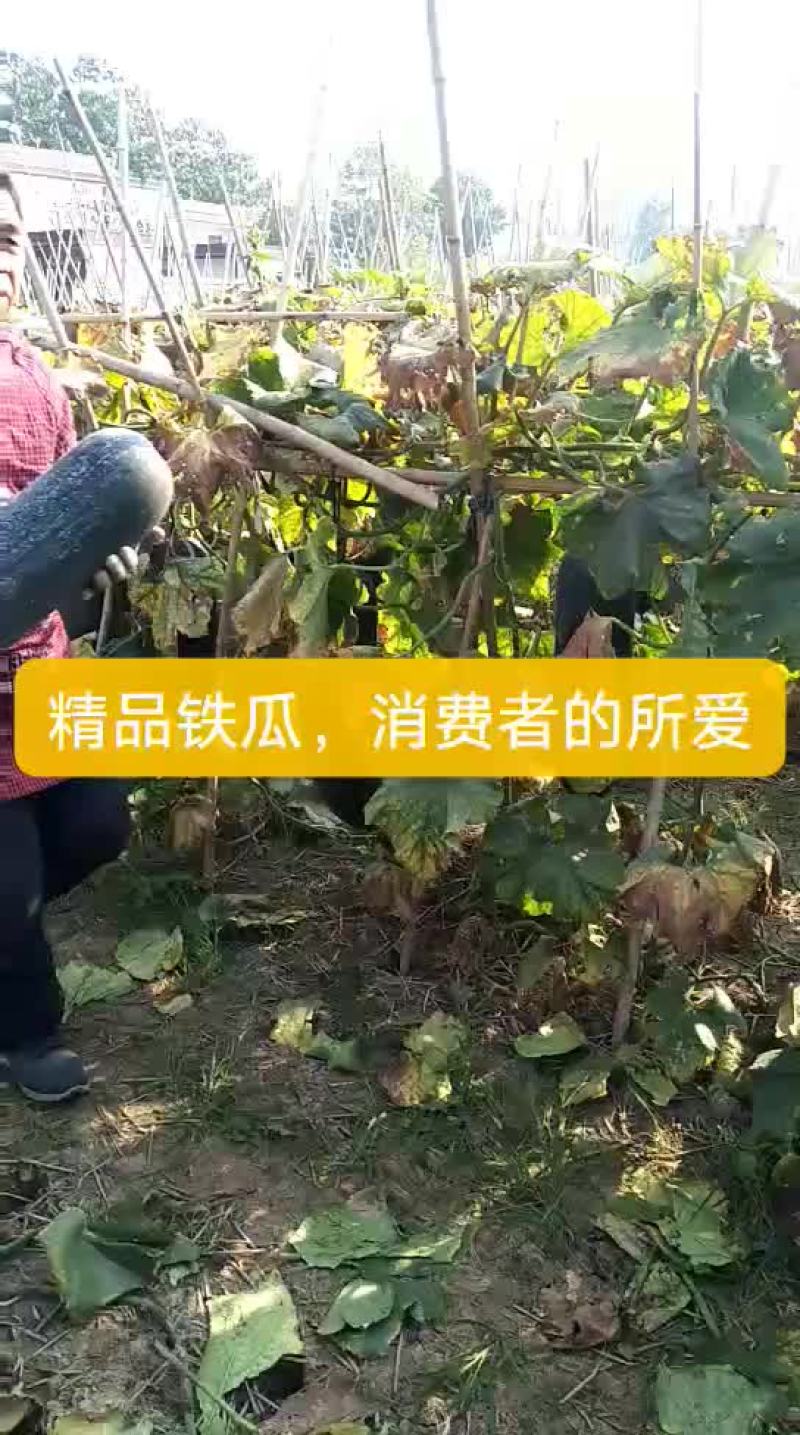 黑皮冬瓜